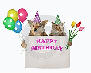 Dog with cat hold birthday sign