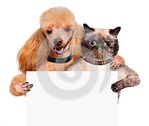 Dog with a cat holding in his paws white banner.