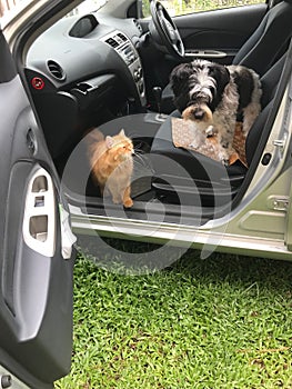 Dog and cat inside the car