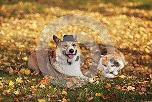 Dog and cat lie in the autumn sunny garden among the fallen bright leaves