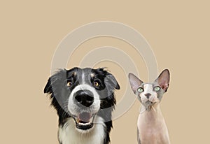 Dog and cat looking at camera with happy expression face. Isolated on beige background, autumn season