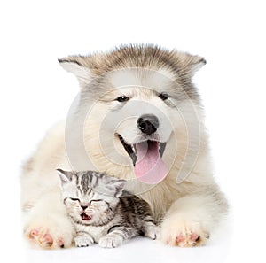 Dog and cat lying together. isolated on white background