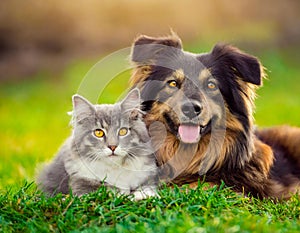 dog and cat lying together outdoor green grass field nature