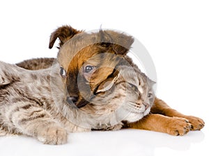 Dog and cat lying together. on white background