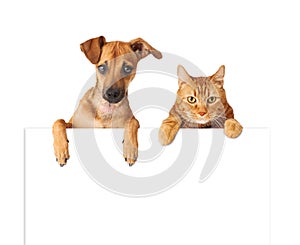 Dog and Cat Over Blank Sign