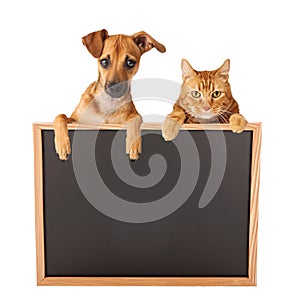 Dog and Cat Over Blank Sign