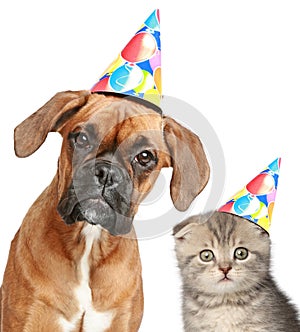 Dog and cat in party cap on white background