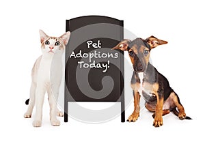 Dog and Cat With Pet Adoption Sign photo