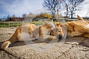 Dog and cat play together. cat and dog lying outside in the yard. kitten sucks dog breast milk.