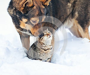 Il cane un gatto la neve 