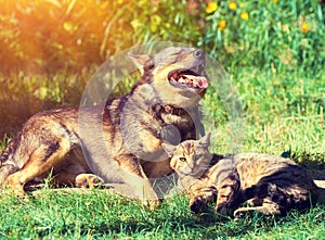 Dog and cat playing together