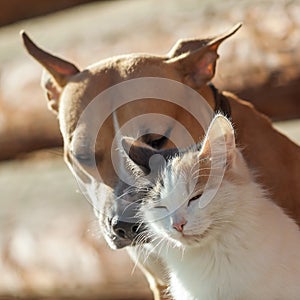 Dog and cat playing together