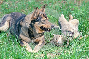 Dog and cat playing together
