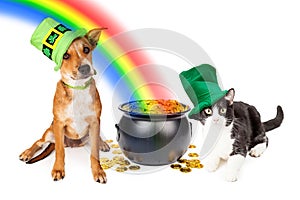 Dog and Cat With Pot of Gold and Rainbow