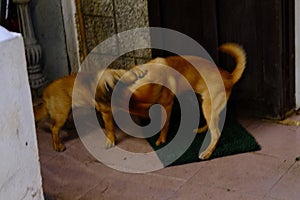 Dog and Cat together wide angle,