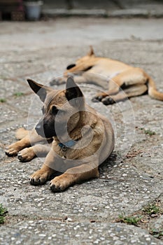 Dog and Cat together wide angle,