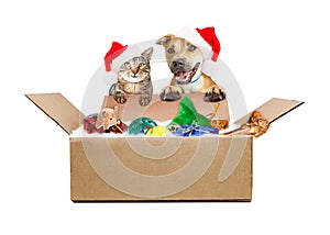 Dog and Cat Receiving Christmas Gift Shipment