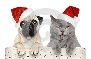 Dog and cat in red Christmas hat