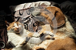 Dog and cat relax in bed