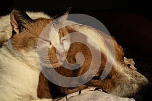 Dog and cat relax in bed