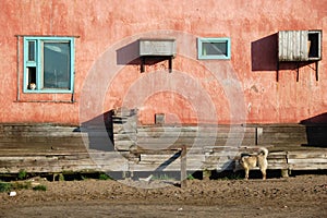Dog and cat at residential building at Chukotka photo