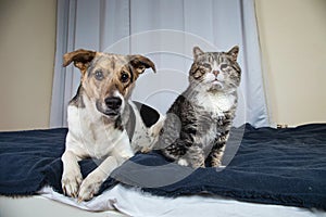 Dog and cat resting on bed in the room