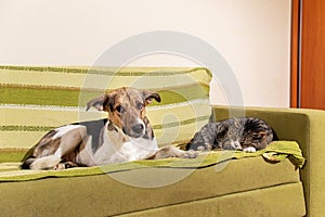 Dog and cat resting on green sofa in the room