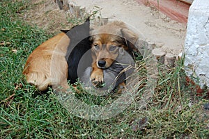 Dog and cat resting together. Dog and kitten friends