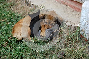 Dog and cat resting together. Dog and kitten friends