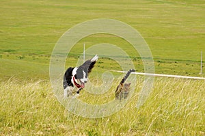 El perro a gato correr sobre el prado 