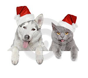 Dog and cat in Santa red hats