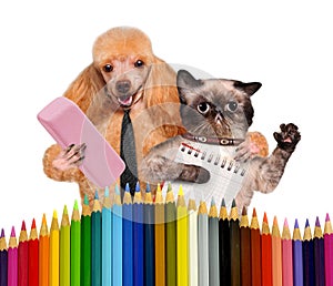 Dog and cat with school supplies