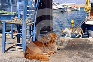 Dog and cat at the seaside