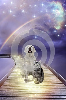 Dog and cat sitting on rainbow bridge like a spiritual topic of eternal soul of animals
