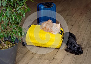 dog and cat sitting in the suitcase or bag and waiting for a trip. Travel and vacation