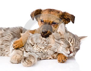 Dog and cat sleeping. isolated on white background