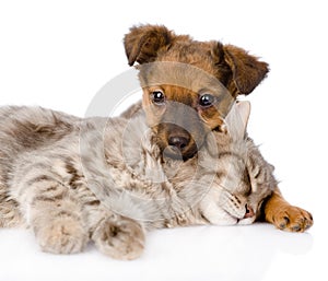 Dog and cat sleeping. isolated on white background