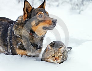 Dog and cat in snow