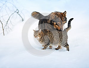 Dog and cat in snow