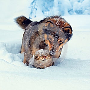 Dog and cat in snow