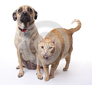 Dog and Cat Together