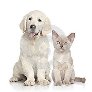 Dog and Cat together