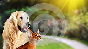 Dog and cat together on grass, summer concept. Abyssinian cat, golden retriever together