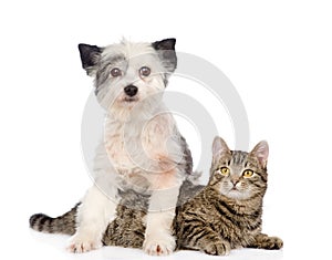 Dog and cat together. isolated on white background