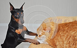 Dog and cat together. Miniature pinscher look with interest at red fat cat. The cat is unhappy with such an acquaintance