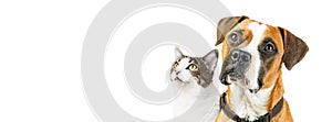 Dog and Cat Together on White Horizontal Banner