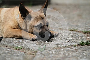 Dog and Cat together wide angle,