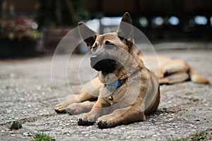 Dog and Cat together wide angle,