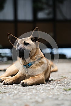 Dog and Cat together wide angle,