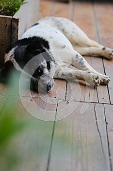 Dog and Cat together wide angle,